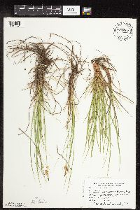 Carex inops image