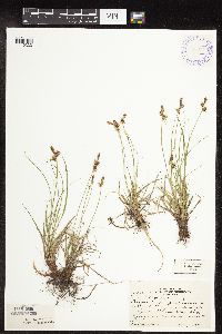 Carex inops image