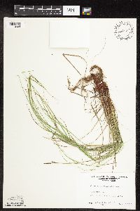thumbnail image of current specimen