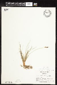 Carex inops image