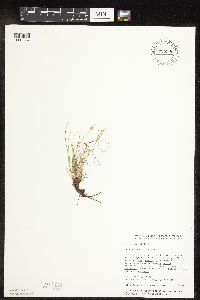 Carex inops image