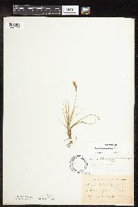 Carex inops image