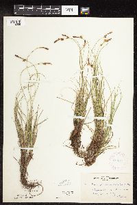 Carex inops image