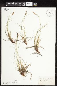 Carex inops image