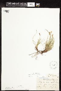 Carex inops image