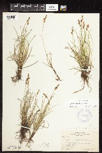 Carex inops image