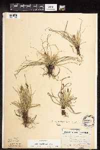 Carex inops image