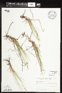 Carex inops image