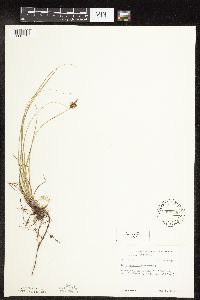 Carex inops image