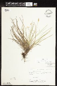 Carex inops image