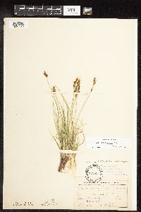 Carex inops image