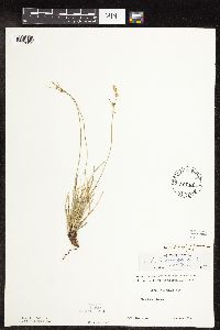 Carex inops image