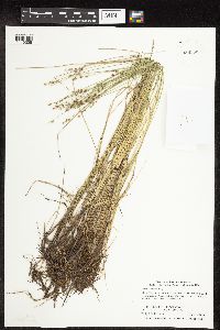 Carex interior image