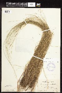 Carex interior image