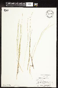 Carex interior image