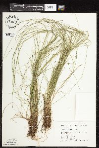 Carex interior image