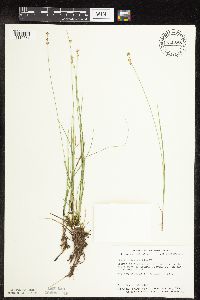 Carex interior image