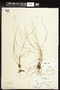 Carex interior image