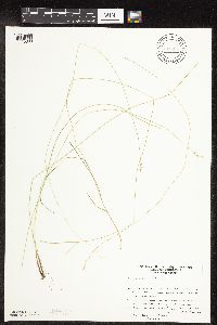 Carex interior image