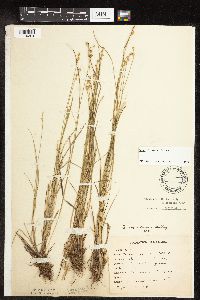Carex interior image
