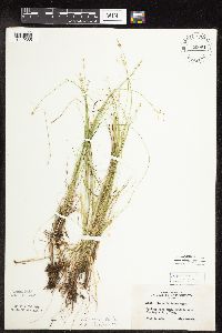 Carex interior image
