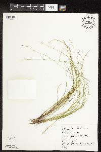 Carex interior image