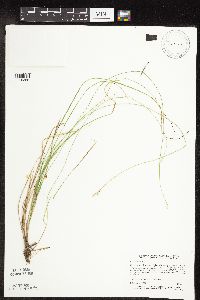 Carex interior image