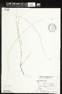 Carex interior image