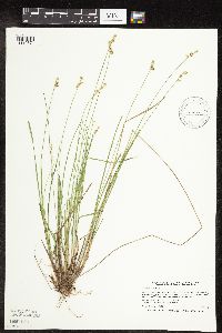 Carex interior image