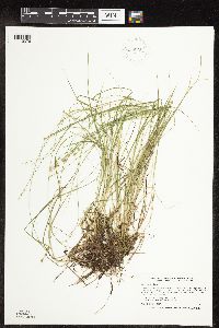 Carex interior image