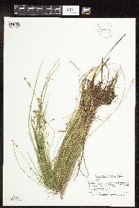 Carex interior image