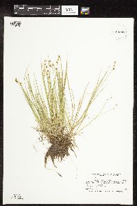 Carex interior image