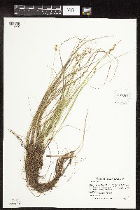 Carex interior image