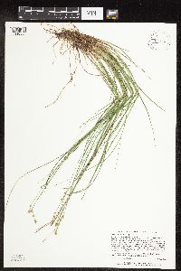 Carex interior image