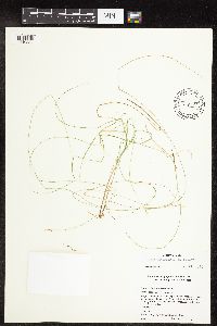 Carex interior image