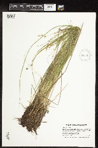 Carex interior image