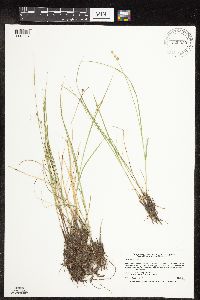 Carex interior image
