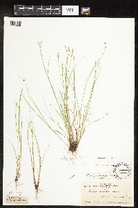Carex interior image