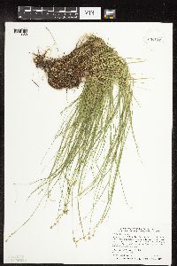 Carex interior image