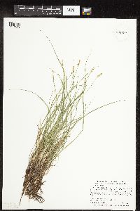 Carex interior image