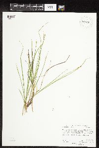 Carex interior image