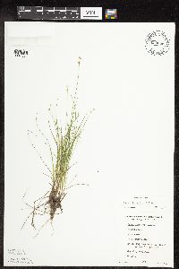 Carex interior image