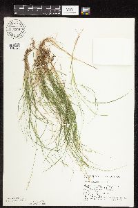 Carex interior image