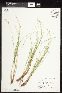 Carex interior image