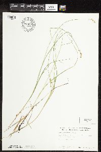 Carex interior image