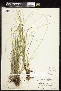 Carex interior image