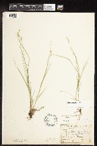 Carex interior image