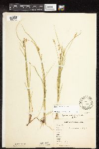 Carex interior image