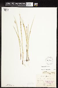 Carex interior image