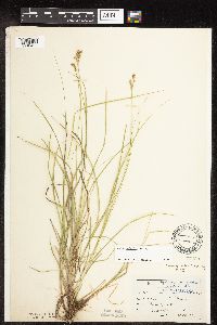 Carex interior image